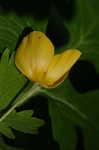 Celadine poppy